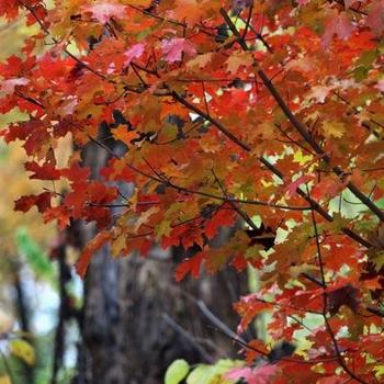 Acer saccharum 'Crescendo™'