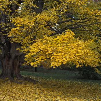 Acer miyabei 'Morton' 