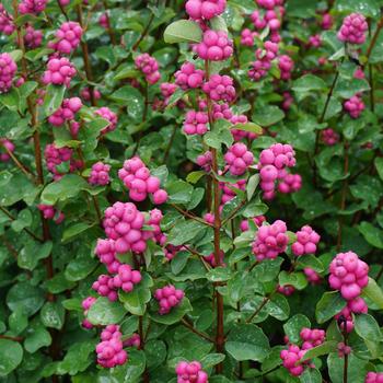 Symphoricarpos 'Kolmamogo' PPAF