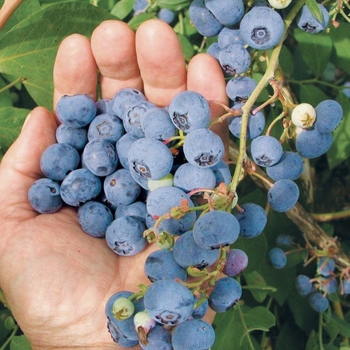 Vaccinium ashei 'Ochlockonee' 