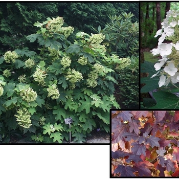 Hydrangea quercifolia 'Pee Wee' 
