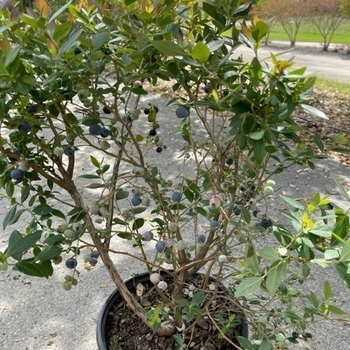 Vaccinium corymbosum 'FL09-216' PPAF