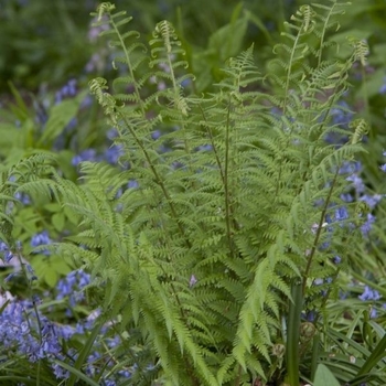 Dryopteris filix-mas 'Undulata Robusta' 