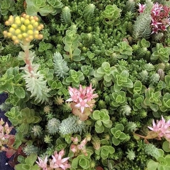 Sedum 'Mix' 