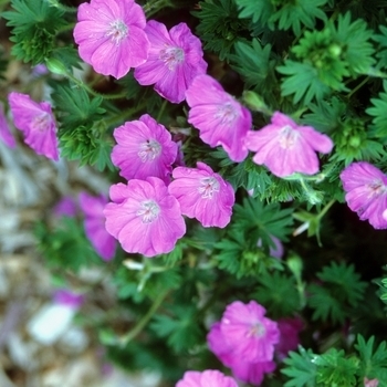 Geranium 'Spiked Punch™' 