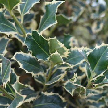 Ilex aquifolium 'Scotch' 