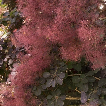 Cotinus coggygria 'Old Fashioned' PP19035