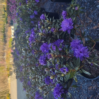 Rhododendron 'Emma Sansom' 