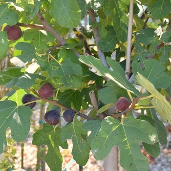 Ficus carica 'Chicago Hardy' 