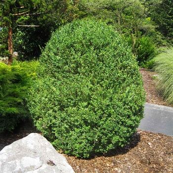 Buxus sempervirens