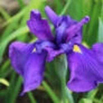 Iris ensata 'Temple Bells' 