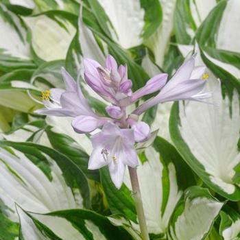 Hosta 'Amazone' 