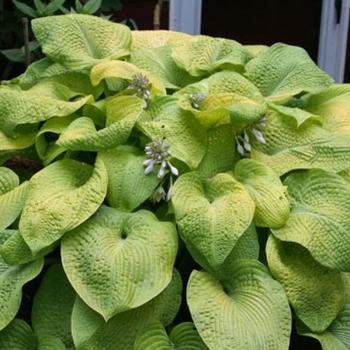 Hosta 'City Lights' 