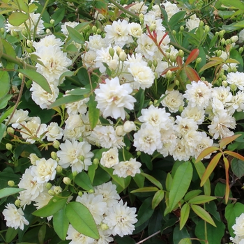 Rosa banksiae 'Alba Plena' 