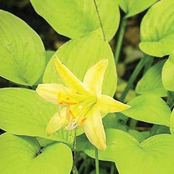 Hosta 'Miracle Lemony' 