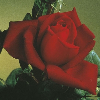 Rosa 'Oklahoma' 