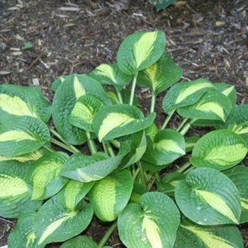 Hosta 'Warwick Comet' 