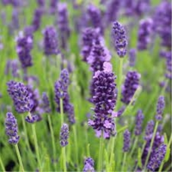 Lavandula angustifolia 'Beezee White' 