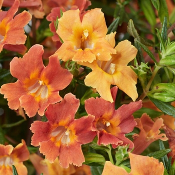 Mimulus 'Multiple Varieties' 