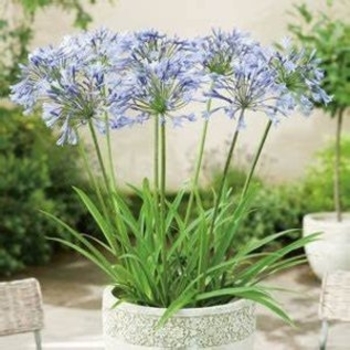 Agapanthus 'Peter Pan' 