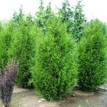 Thuja plicata 'De Rakt' PP19926