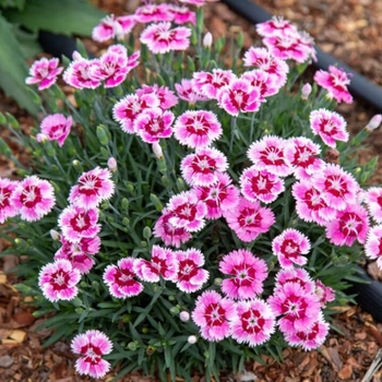 Dianthus 'Plum Glory' 