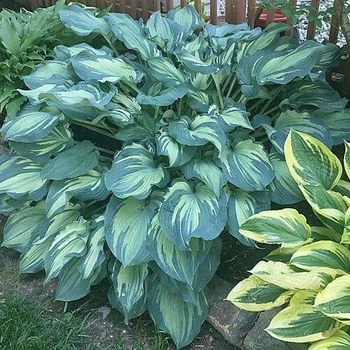 Hosta 'Guardian Angel' 