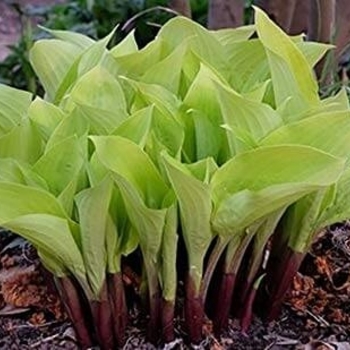 Hosta 'Designer Genes' 