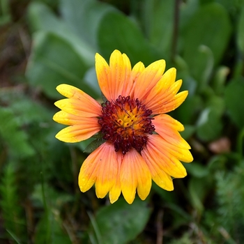 Gaillardia aristata