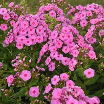 Phlox paniculata 'Prismatic Pink' 