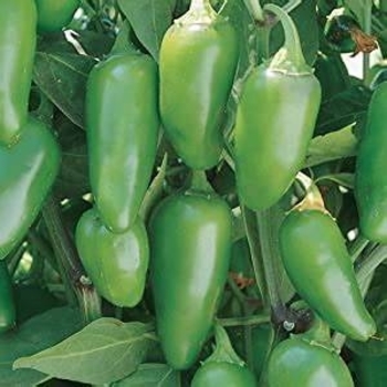 Capsicum annuum 'Gigante Jalapeño' 