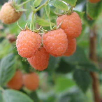 Rubus idaeus var. strigosus 'Fall Gold' 