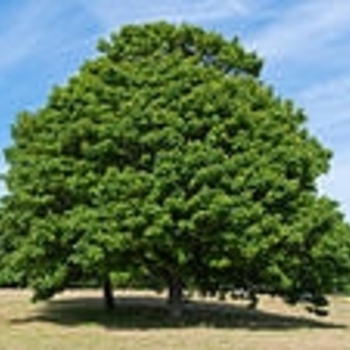 Acer pseudoplatanus 'Atropurpureum' 