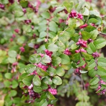 Ardisia crenata