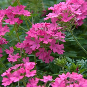 Verbena 'Pink' 