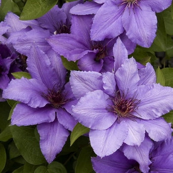 Clematis 'Evipo019' 