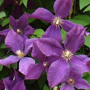 Clematis viticella 'Polish Spirit' 