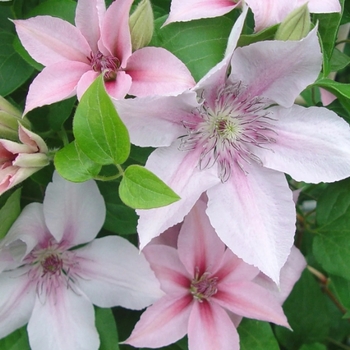 Clematis 'John Paul II' 