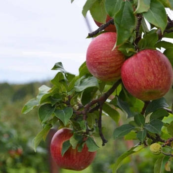 Malus 'Cortland' 