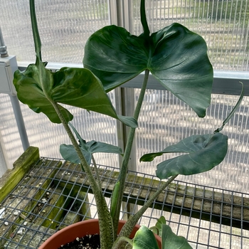 Alocasia macrorrhiza 'Sting Ray' 