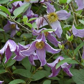 Clematis integrifolia 'Blue Boy' 