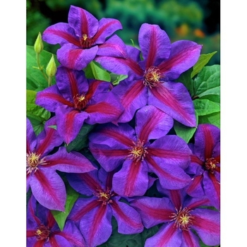 Clematis 'Mrs. N. Thompson' 