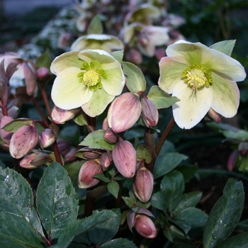 Helleborus orientalis