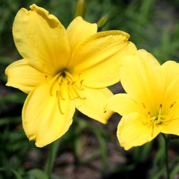 Hemerocallis 'Yangtze' 