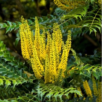 Mahonia x media 'Underway' 