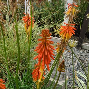 Kniphofia uvaria