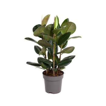 Ficus elastica 'Melany' 
