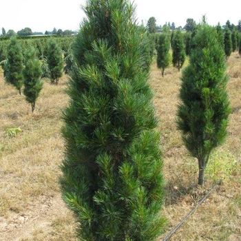 Pinus strobus 'Stowe Pillar' 