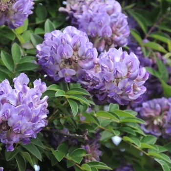 Wisteria frutescens 'Longwood Purple' 