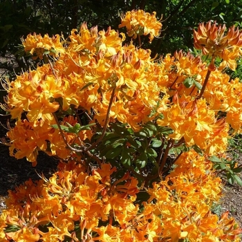 Rhododendron Exbury hybrid 'Klondyke' 
